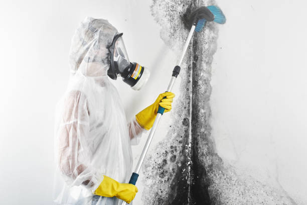 Best Asbestos and Lead Testing During Mold Inspection  in North Hornell, NY