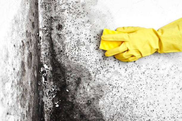 Trusted North Hornell, NY Mold Removal Experts