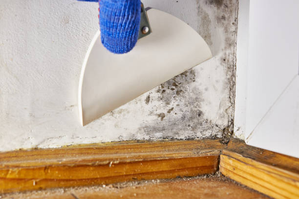 Best Mold Documentation for Insurance Claims  in North Hornell, NY