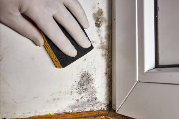 Best Indoor Air Quality Assessment  in North Hornell, NY